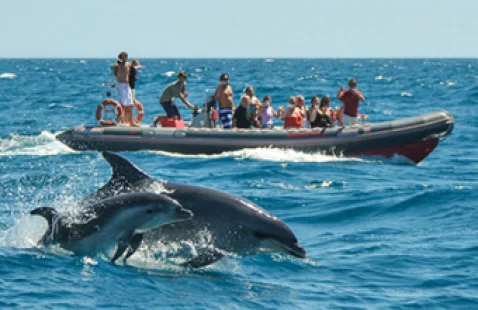 AKTIVITÄT Dolphin Watching dolphinwatching_indonesiatravels